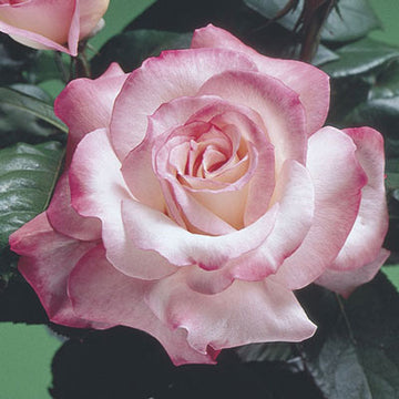 Rose 'Secret'
