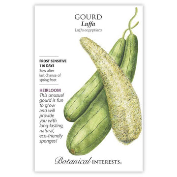 Gourd 'Luffa'