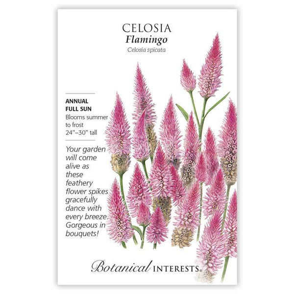 Celosia 'Flamingo'