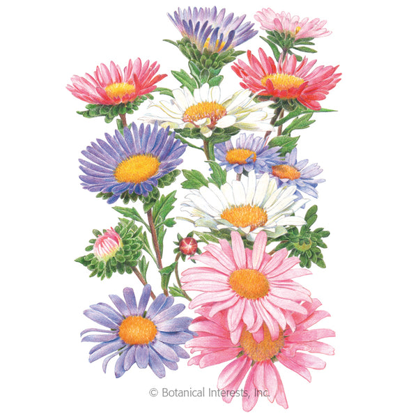 Aster 'China Aster Blend'