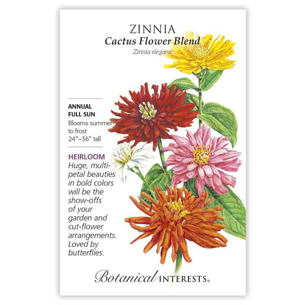 Zinnia 'Cactus Flower Blend'