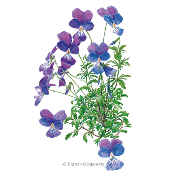 Viola 'Corsican Violet'
