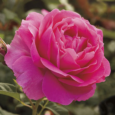 Rose 'Grande Dame'