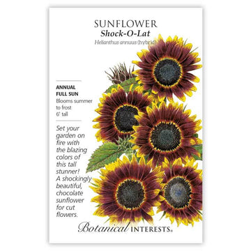 Sunflower 'Shock-O-Lat'