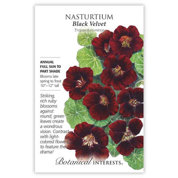 Nasturtium 'Black Velvet'