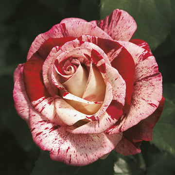 Rose 'Rock And Roll'