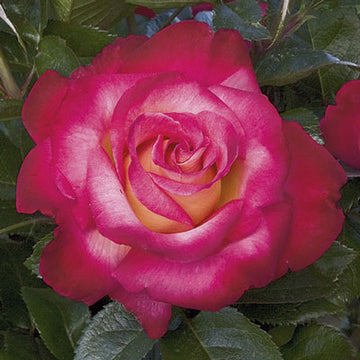 Rose 'Dick Clark'