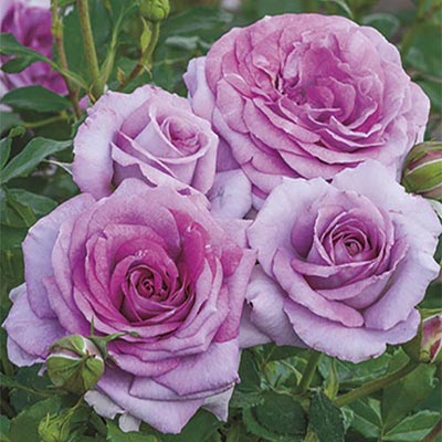 Rose Tree 'Violet's Pride'
