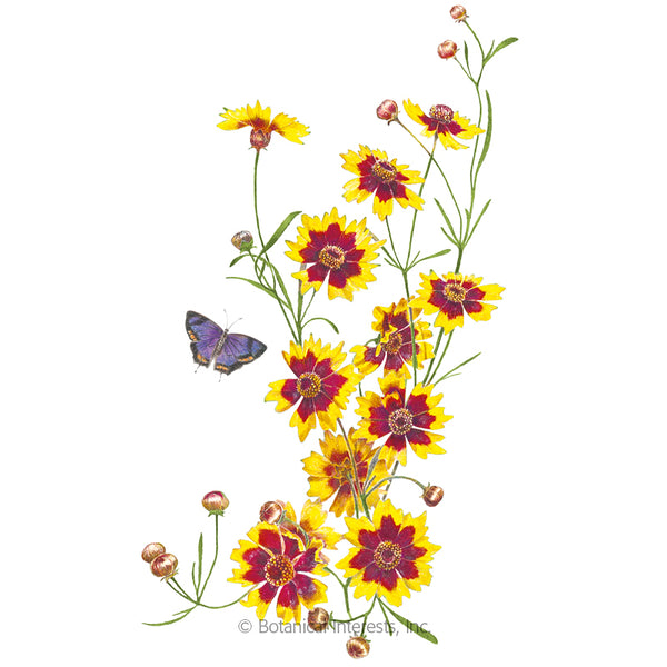Coreopsis 'Plains'