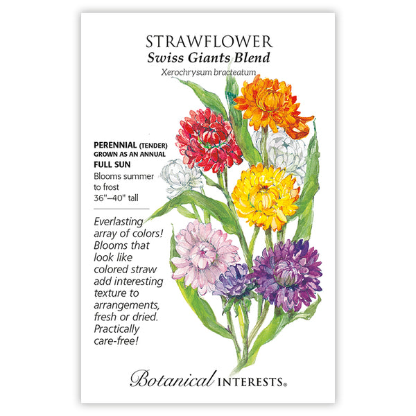 Strawflower 'Swiss Giants Blend'