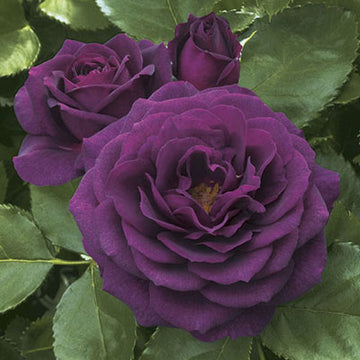 Rose 'Ebb Tide'