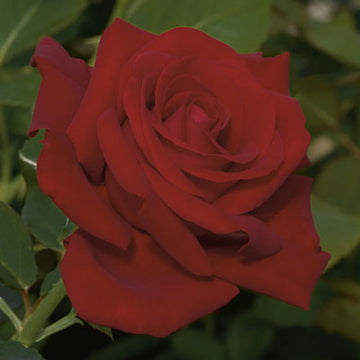 Rose 'Drop Dead Red'