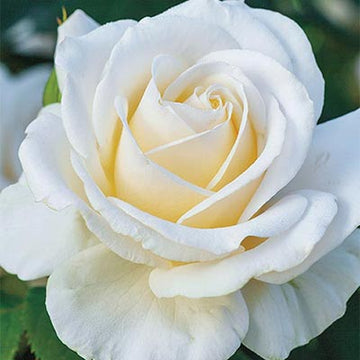 Rose 'Easy Spirit'