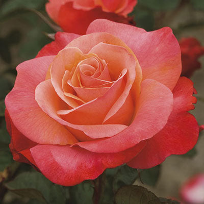 Rose 'Colorific'