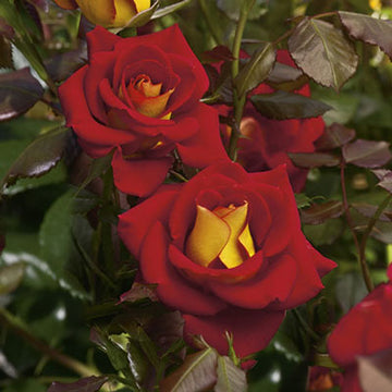 Rose 'Ketchup And Mustard'