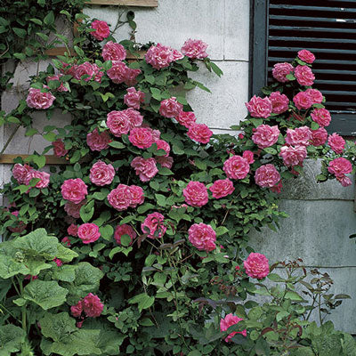 Rose 'Zephirine Drouhi'