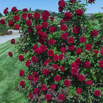 Rose 'Lady In Red'