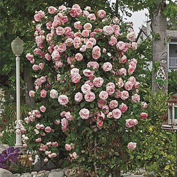 Rose 'Pearly Gates'