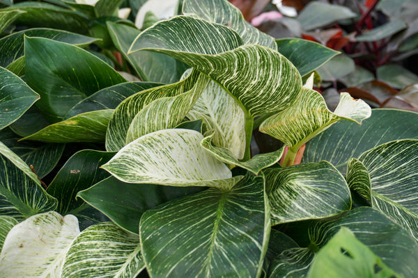 philodendron birkin full grown Philodendron Birkin