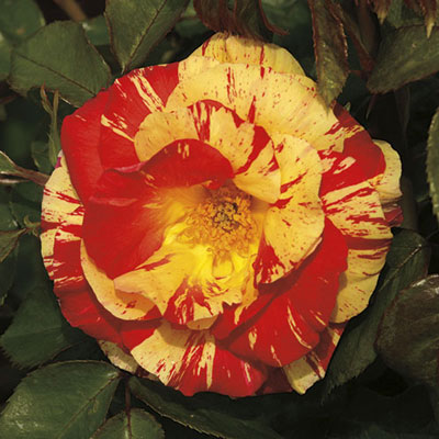 Rose 'Oranges 'n' Lemons'