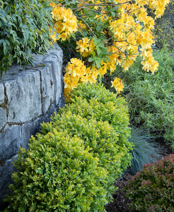 Buxus x Boxwood 'Chicagoland Green'