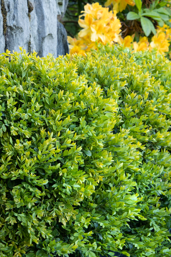 Buxus x Boxwood 'Chicagoland Green'