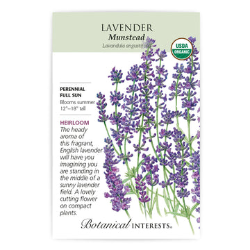 Lavender 'Munstead'