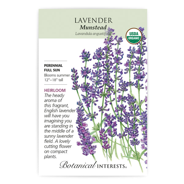 Lavender Munstead
