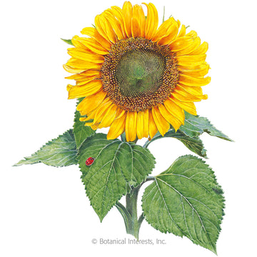 Sunflower 'Sunspot Dwarf'