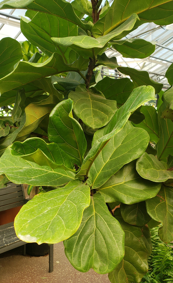 Ficus lyrata (Fiddle Leaf Fig)