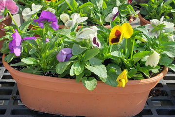 Pansy Oval Planter