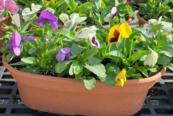 Pansy Oval Planter