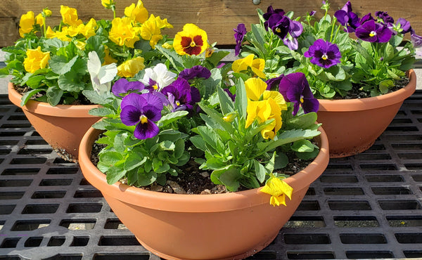 Pansy Bowl