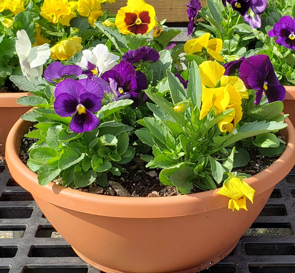 Pansy Bowl