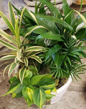 Houseplant Basket