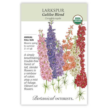 Larkspur 'Galilee Blend'