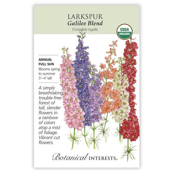 Larkspur 'Galilee Blend'