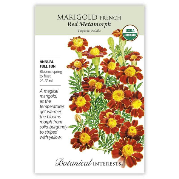 Marigold French'Red Metamorph'