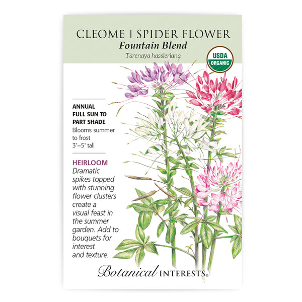 Cleome (Spider Flower) 'Fountain Blend'