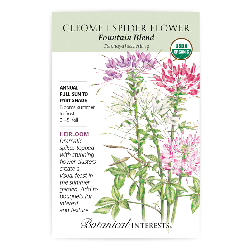 Cleome (Spider Flower) 'Fountain Blend' | Pesches Flowers & Garden Center