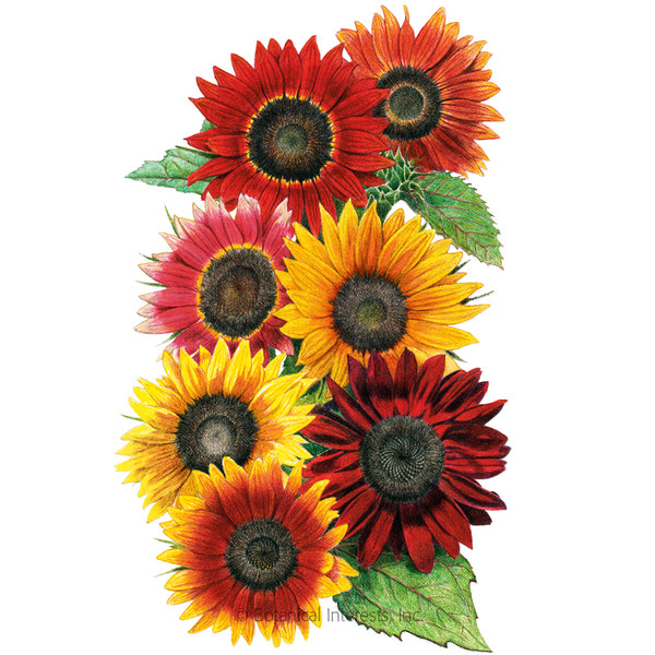 Sunflower 'Heirloom Beauties'