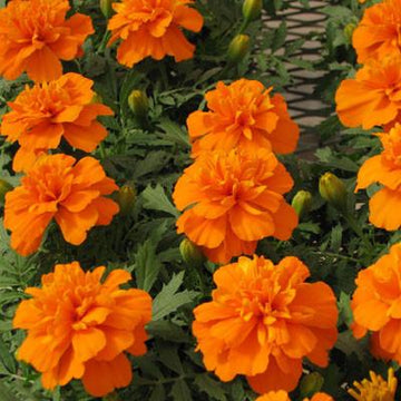 Marigolds - Tall