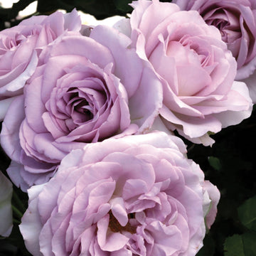 Rose 'Silver Lining'