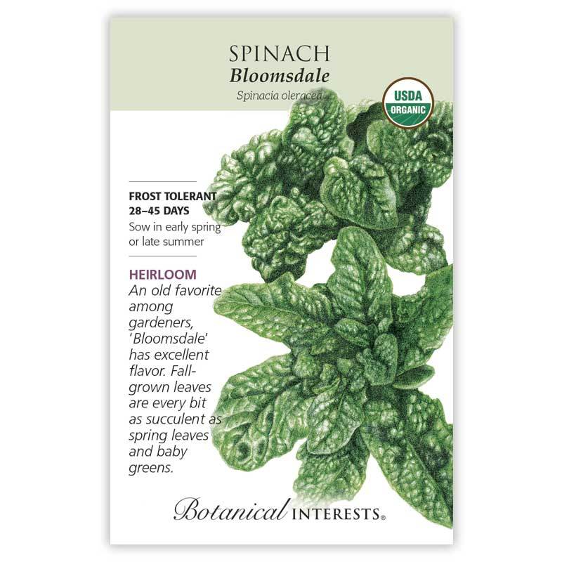 BOTAN Spinach 'Bloomsdale'