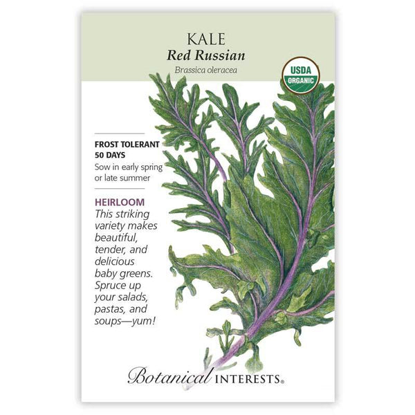 Kale 'Red Russian'