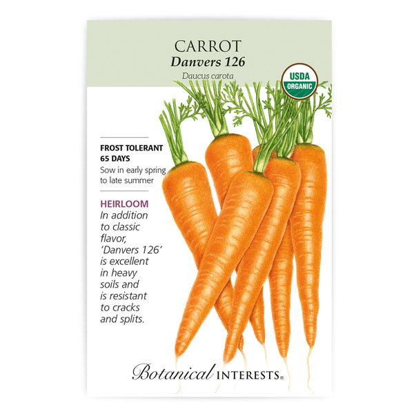 Carrot 'Danvers 126'