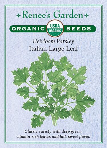 Parsley 'Italian Large Leaf'