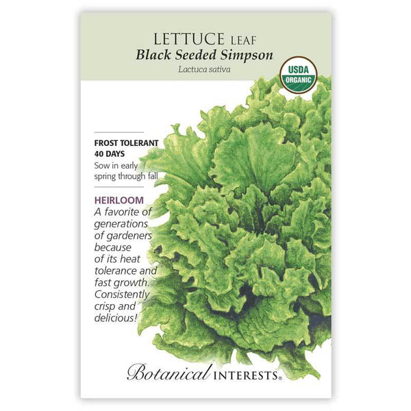 Lettuce 'Black Seeded Simpson Leaf'