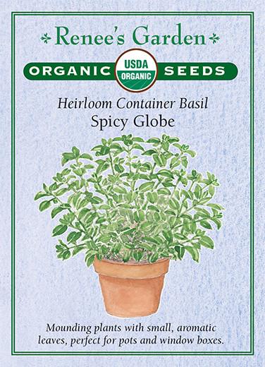 Basil 'Spicy Globe Container'