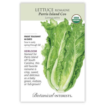 Lettuce 'Parris Island Cos Romaine'